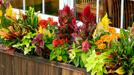 17 Amazing Fall Flower Window Boxes