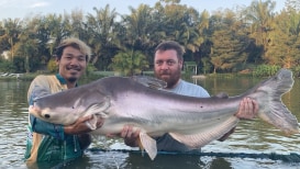 A Deplorable Situation: The Mekong Massive Catfish