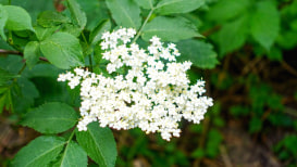 A Wonderful Guide To Grow The American Elderberry Tree