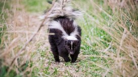 A Yard Full Of Skunks? Just Use Hydrogen Peroxide!