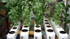 The Ultimate Guide to Getting Started with Aeroponic Systems