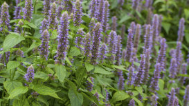 Growing An Agastache: Everything You Need To Know
