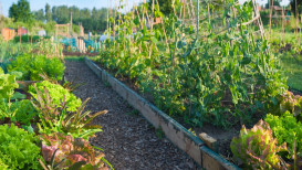 How To Grow An Allotment Garden