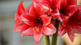 Amaryllis Care And Growth