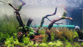 How to Grow Aquarium Plants & 37 Best Aquarium Plants Ideas