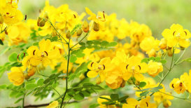Beautiful Yellow Flowering Shrubs