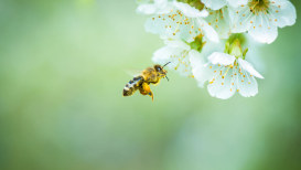 Bee Garden : Planting A Bee-Friendly Garden