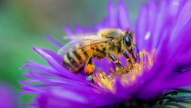 Bee Facts I Bet You Didn't Know About