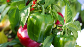 Bell Peppers Planting, Development, And Harvesting