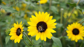 The Best Flowers For Bees And How To Create A Bee Garden