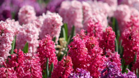 The Finest Hyacinth Varieties