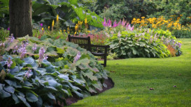 53 Shades Plant With Care Tips For Your Garden And Home