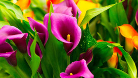 Calla Lilly Blooming Instructions And Secrets