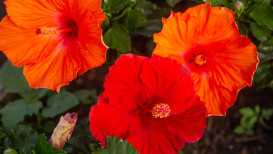Care instructions: A Hibiscus Plant Care