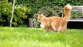 How To Stop Cats From Pooping In The Garden: 8 Easy Steps