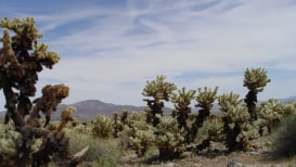 Cholla Cactus Facts And Species 