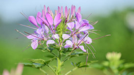The Ultimate Guide To Growing And Caring For Cleome Flower