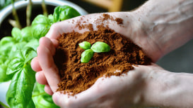 Coffee For The Garden: Use Coffee Grounds In Your Garden