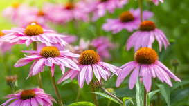 An Overview Of How To Plant, Grow, And Care For Coneflowers