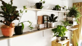 Here Are 11 Stunning Wooden Shelves For Your Houseplants 