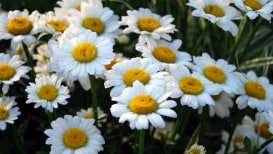The Most Beautiful Varieties of Daisies