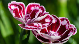 How To Cultivate Dianthus Plants Let's Know