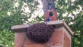 Effective traps to capturing bees and Swarm