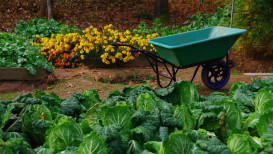 How To Plant The Best Fall Gardens