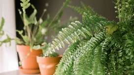 How To Plant And Grow A Fern Plant?