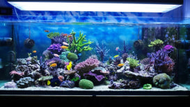 Fish Aquarium A Simple Tutorial on How to Construct Yours