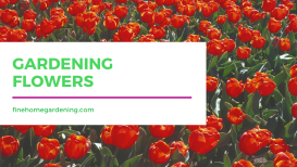 Gardening Flowers | Fine Home Gardening