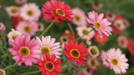 All That You Need To Know About Gerber Daisy