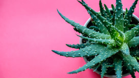The 7 Advantages Of Aloe Vera And How To Take Care Of It.
