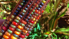 Glass Gem Corn: How To Grow And Use