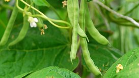 Green Beans Planting, Development, And Harvesting 
