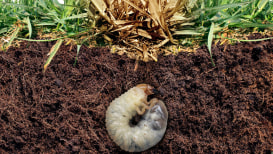 Grub Worm Control: Natural Ways To Get Rid Of Lawn Grubs