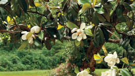 What You Need To Know About Magnolia Trees