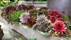 How To Grow Hens And Chicks In A Hen And Chick Planter