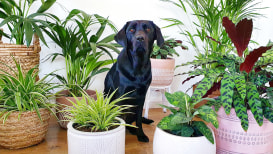 The 30 Best Indoor House Plants For You And Your Pets