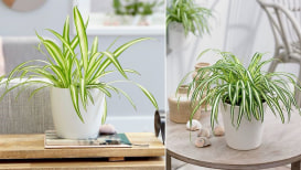 How To Take Care Of And Grow Spider Plant
