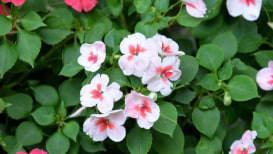 How To Take Care Of And Grow Impatiens Plants Impatiens