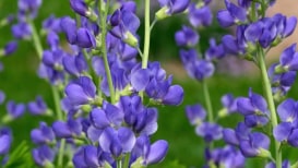 All That You Need To Know About Indigo Plant