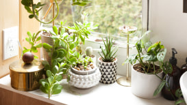 How to Grow Indoors: 15 Tips for Beginners and Experts
