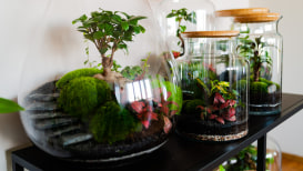  A Detailed Guide To Creating A Jarrarium Kit