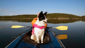 How To Kayak With Your Dog