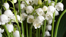Lilly Of The Valley Flower Planting, Growing, And Care