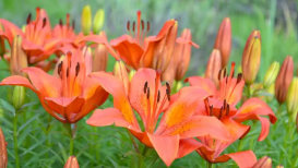 How to Cultivate Beautiful Lily Flower