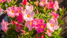 How To Care For Mandevilla Plant