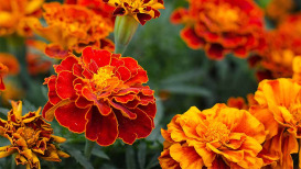 Marigold Flower: How To Plant And Care For It  