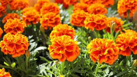 Growing Marigolds: A Blooming Guide